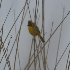 Pseudocolopteryx sclateri