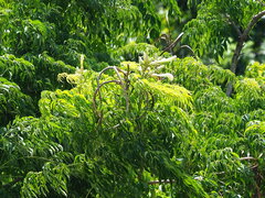 Radermachera sinica
