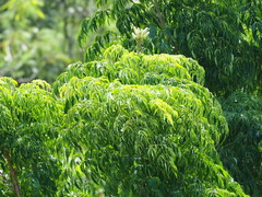 Radermachera sinica