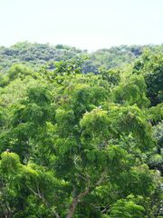 Radermachera sinica