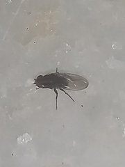 Diptera