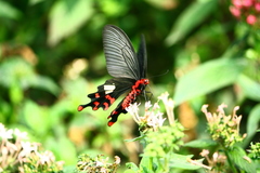 Byasa polyeuctes