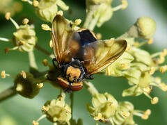 Phasia aurigera