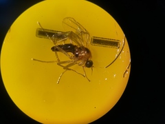 Elaphropeza ephippiata