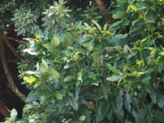 Diospyros blancoi