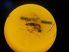 Elaphropeza ephippiata