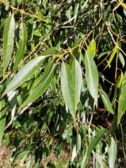 Salix euxina