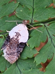 Acleris braunana