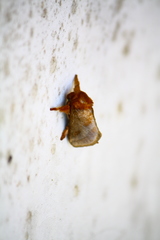 Narosoideus flavidorsalis