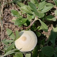 Chlorophyllum hortense