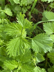 Urtica membranacea