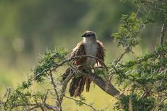 Centropus superciliosus