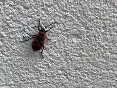 Pyrrhocoris apterus