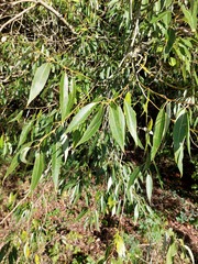 Salix euxina