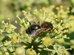 Andrena scotica