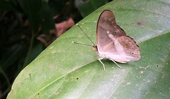 Eulaceura osteria