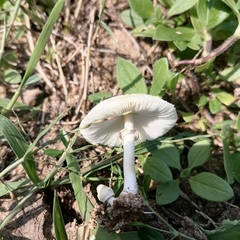 Chlorophyllum hortense