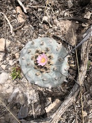 Lophophora williamsii