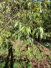 Salix euxina