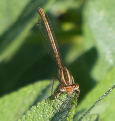 Platycnemis acutipennis