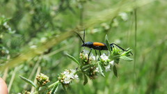Chrysoprasis basalis