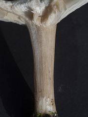 Melanoleuca grammopodia