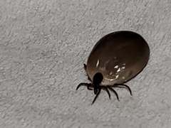 Ixodes scapularis