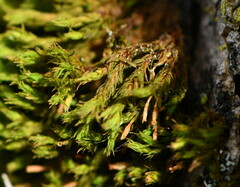 Orthotrichaceae