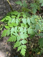 Koelreuteria bipinnata