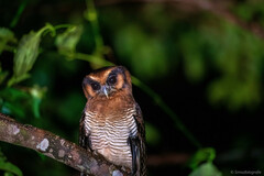 Strix leptogrammica