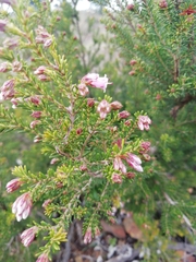 Erica australis