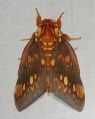 Citheronia bellavista