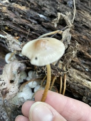 Mycena galericulata
