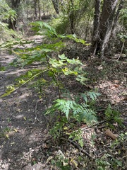 Koelreuteria bipinnata