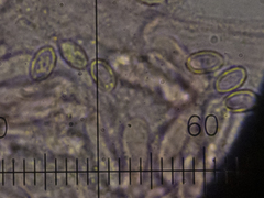 Melanoleuca grammopodia