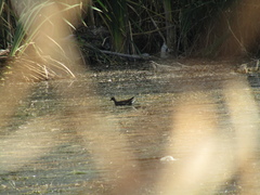 Gallinula chloropus