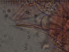 Melanoleuca grammopodia