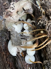Mycena galericulata