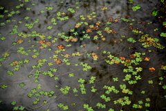 Marsilea minuta