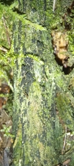 Buxbaumia viridis
