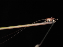 Gryllacrididae