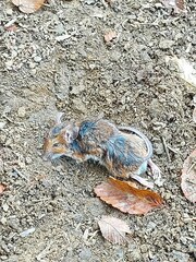 Muroidea
