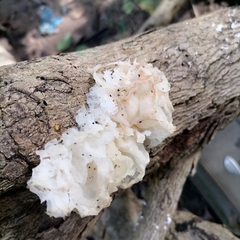 Ductifera pululahuana