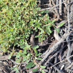 Atriplex semibaccata