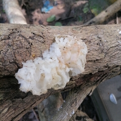 Ductifera pululahuana