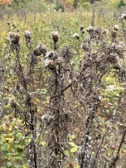 Cirsium discolor