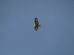 Buteo rufinus rufinus