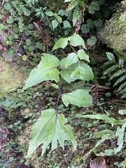 Cyrtomium caryotideum