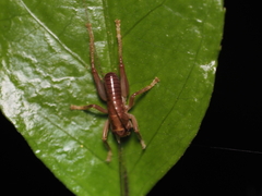 Gryllacrididae