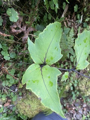 Cyrtomium caryotideum